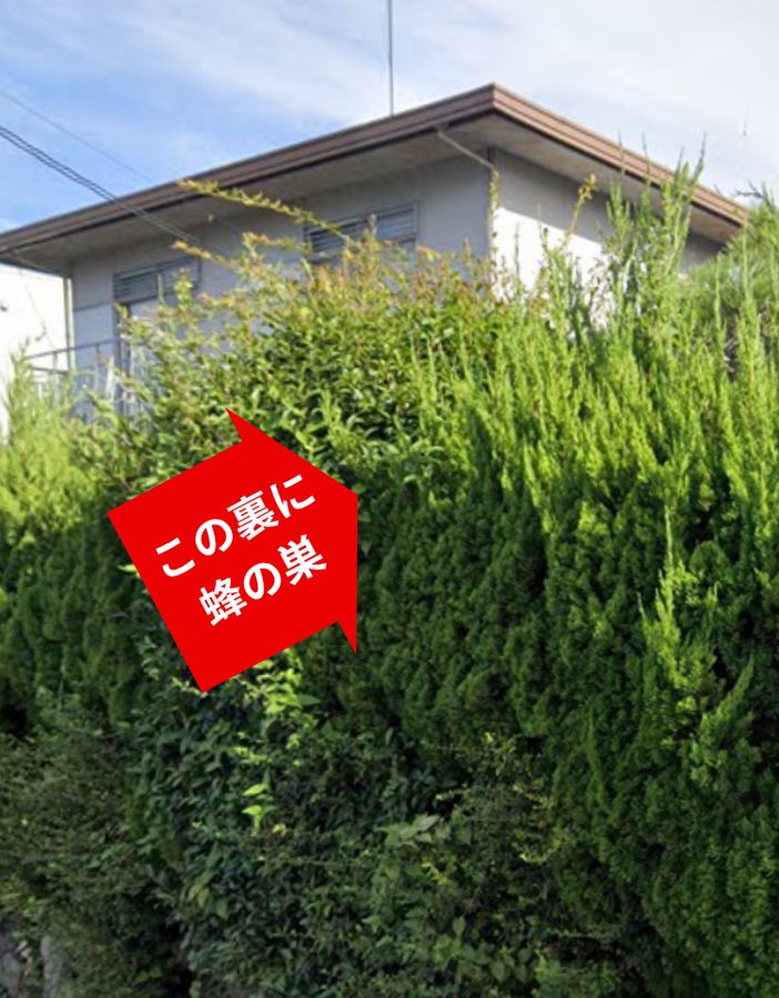 生け垣の裏に蜂の巣を発見