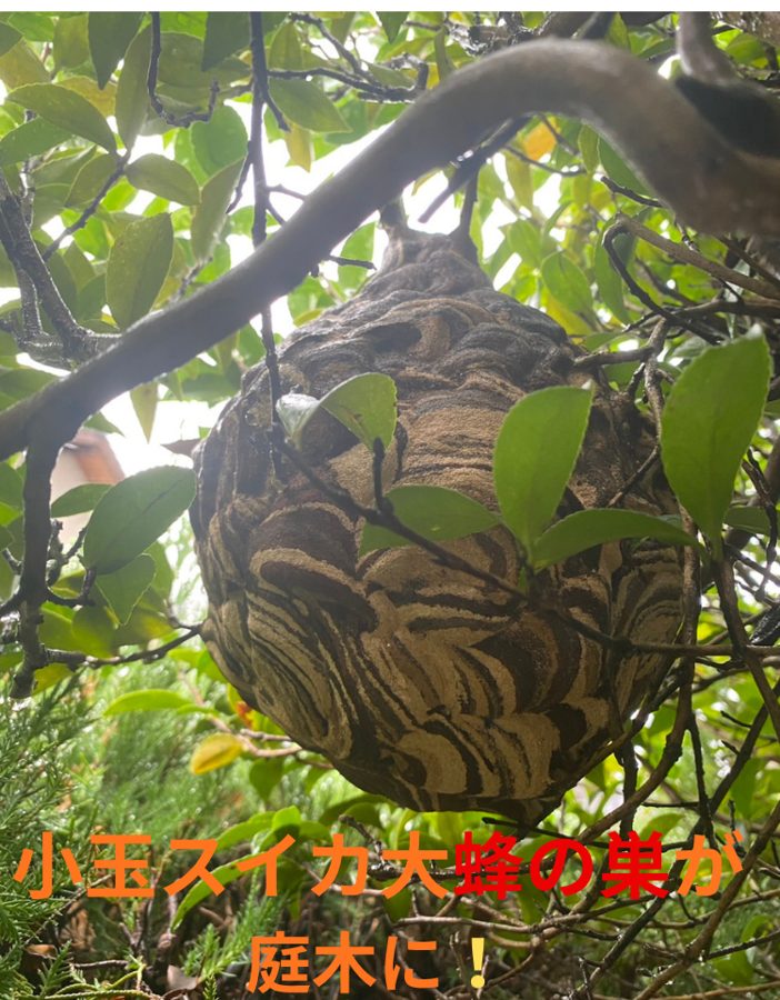 庭木の中の小玉スイカ大のスズメバチの巣