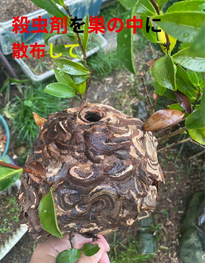 スズメバチの巣の中に殺虫剤を散布