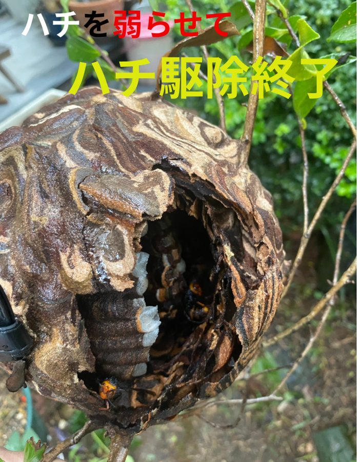 ハチを弱らせて駆除完了したスズメバチの巣