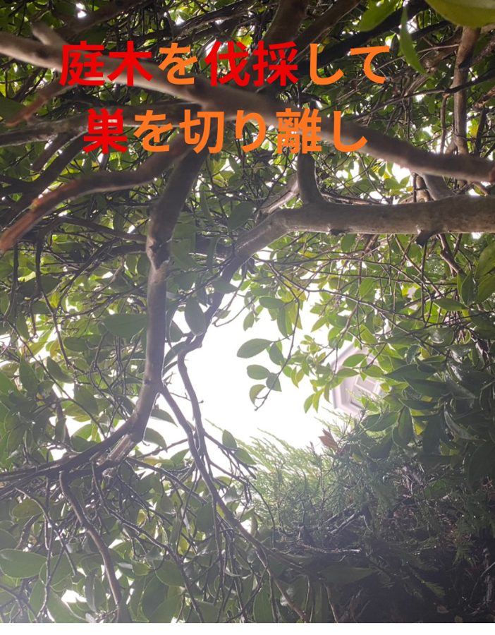 庭木を伐採して蜂の巣を切り離し